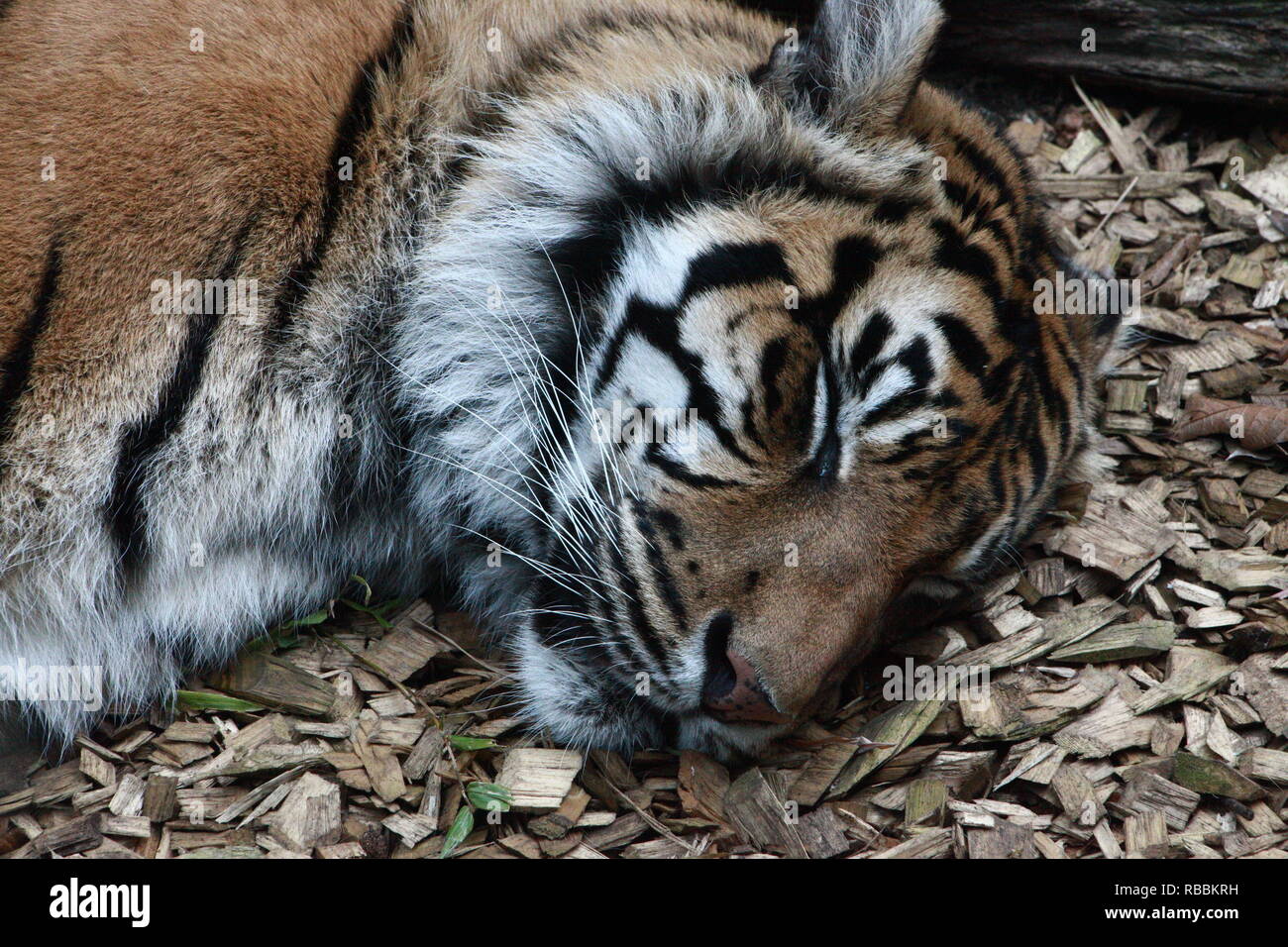 Face of sleeping tiger on ground Stock Photo