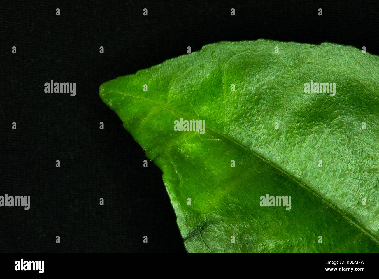 Green leaf on black background Stock Photo - Alamy