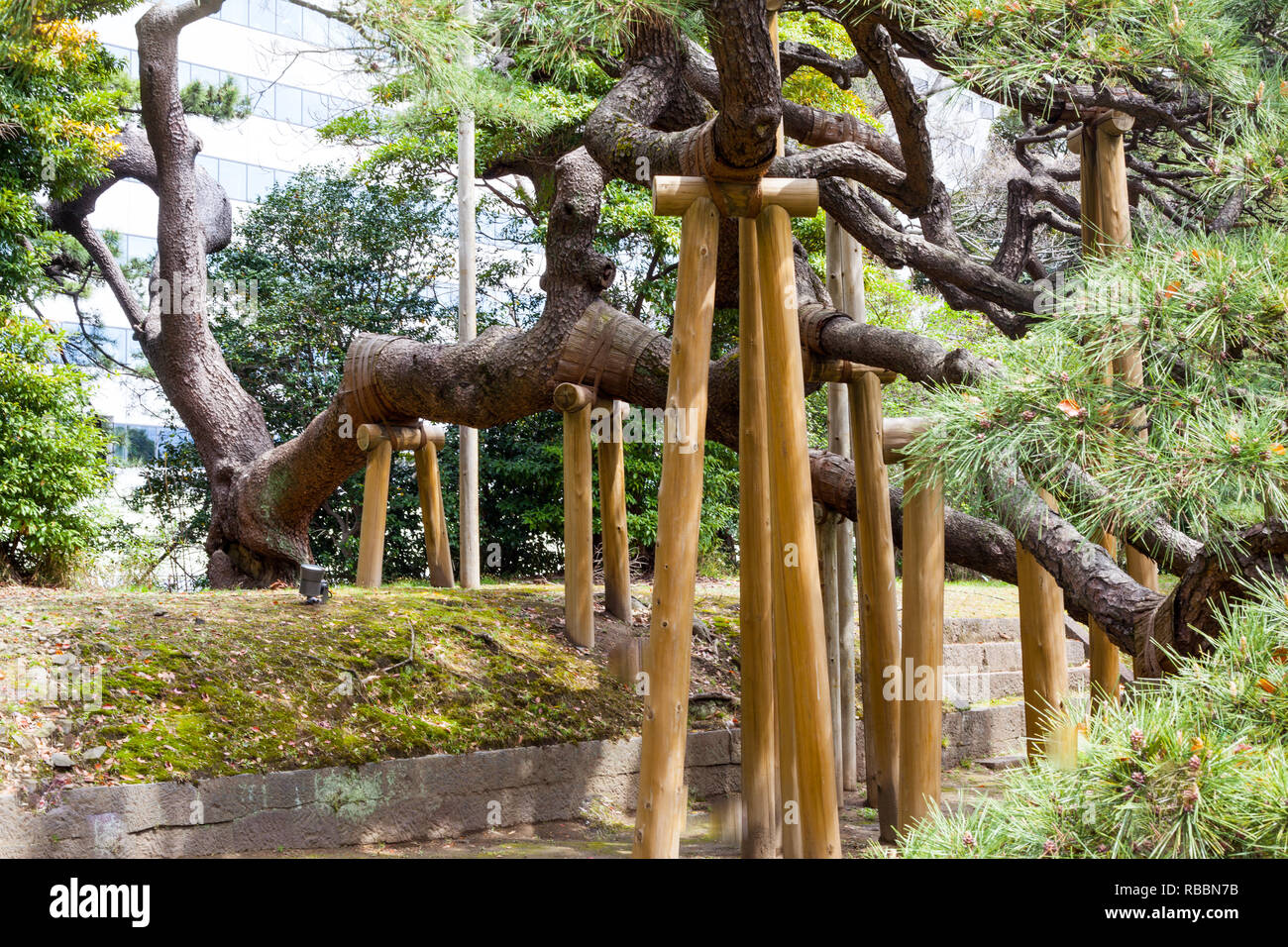 300 Year Old Pine Tree In Tokyo Hamarikyu Gardens Stock Photo