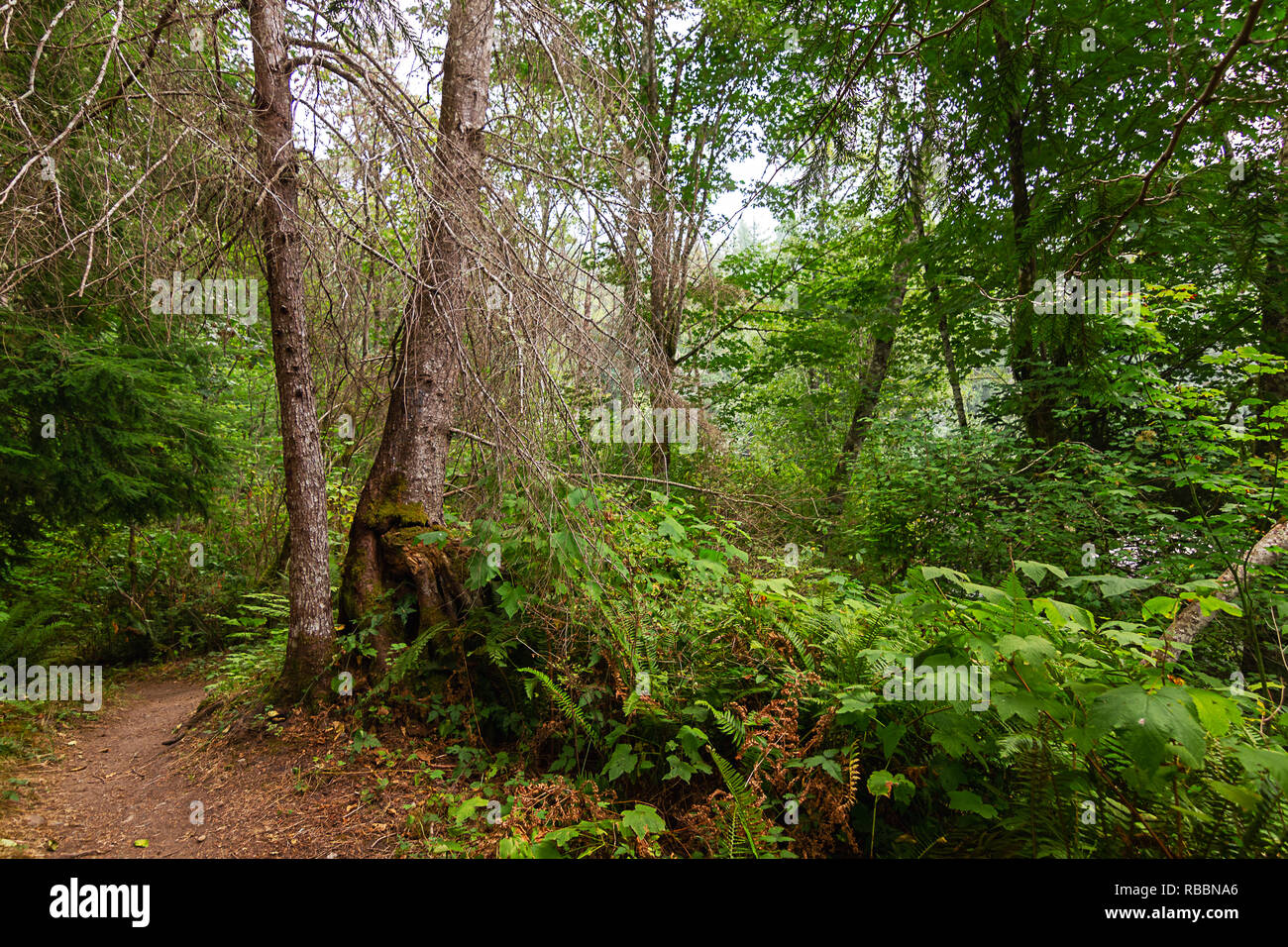 Leafy summer trees growing hi-res stock photography and images - Alamy