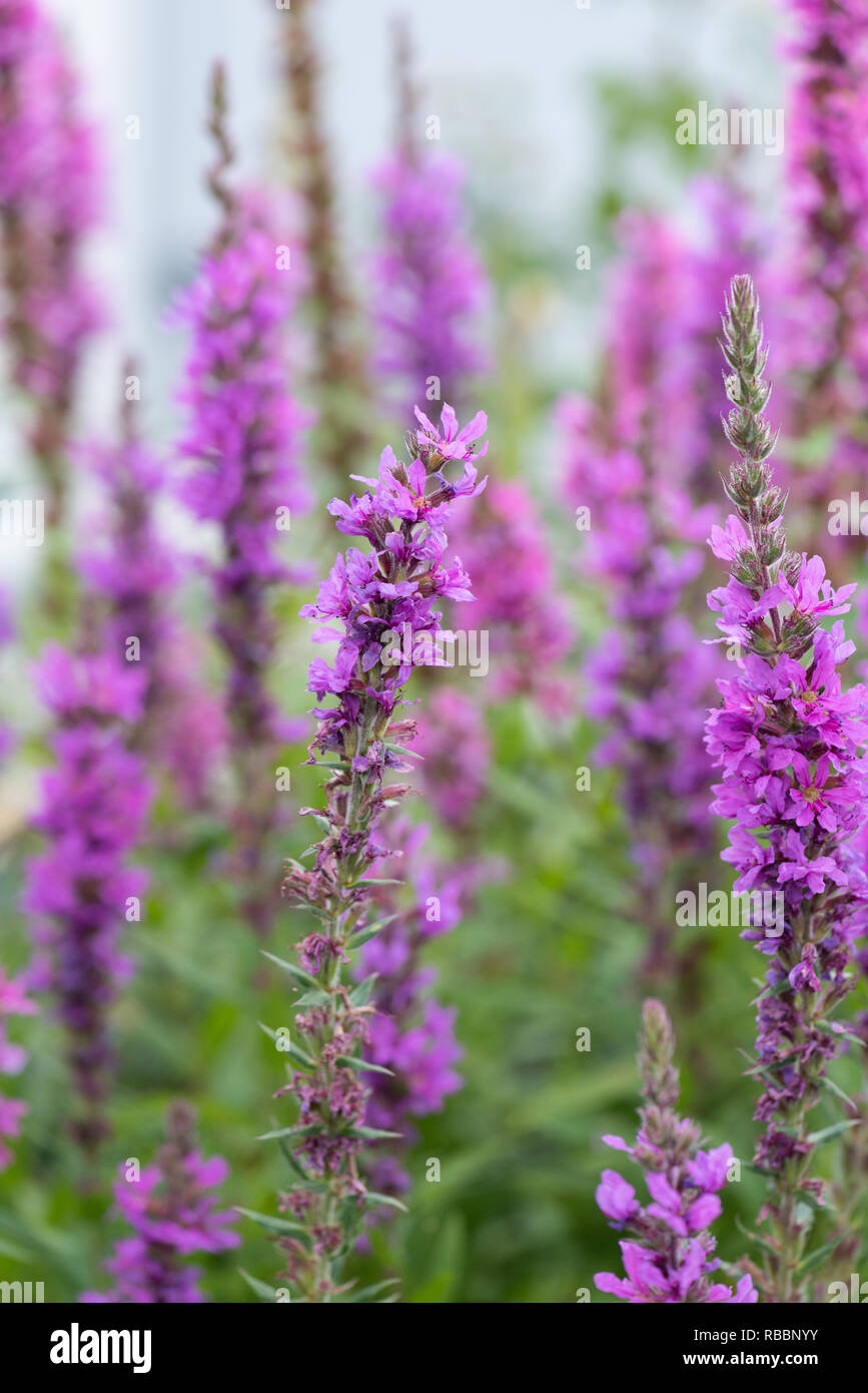 Colorful outdoor natural close up floral image of a field of purple loosestrife taken in a garden on a summer day with natural blurred background Stock Photo