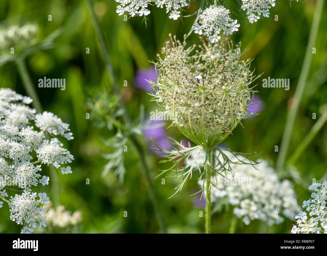 Color outdoor nature macro of a green white wild carrot / daucus carota flower blossom with a wasp on natural blurred background on a sunny summer day Stock Photo