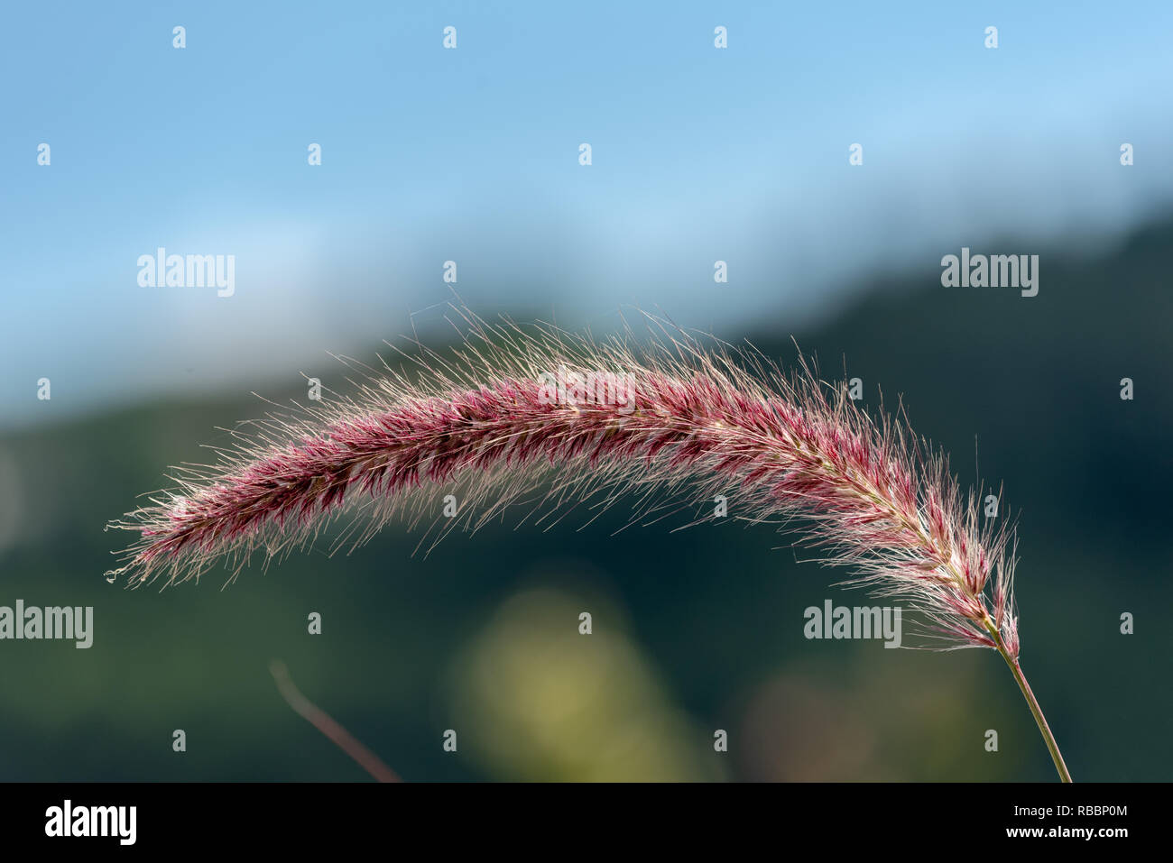 Detailed outdoor color macro of a single isolated chinese pennisetum/chinese fountaing/dwarf fountain/foxtail fountain/ swamp foxtail grass Stock Photo