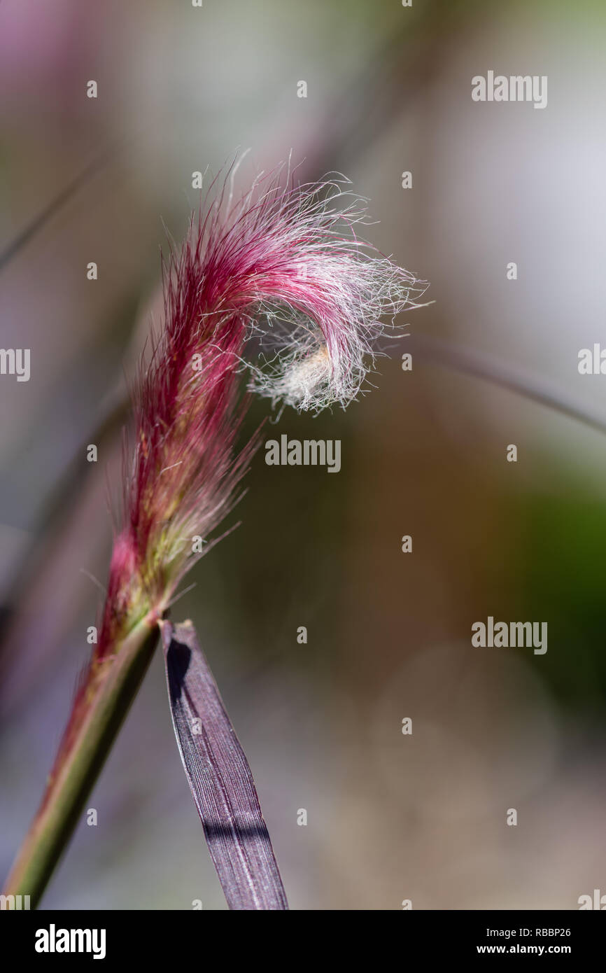 Natural outdoor color macro of the tip of a single isolated chinese pennisetum/chinese fountaing/dwarf fountain/foxtail fountain/ swamp foxtail grass Stock Photo