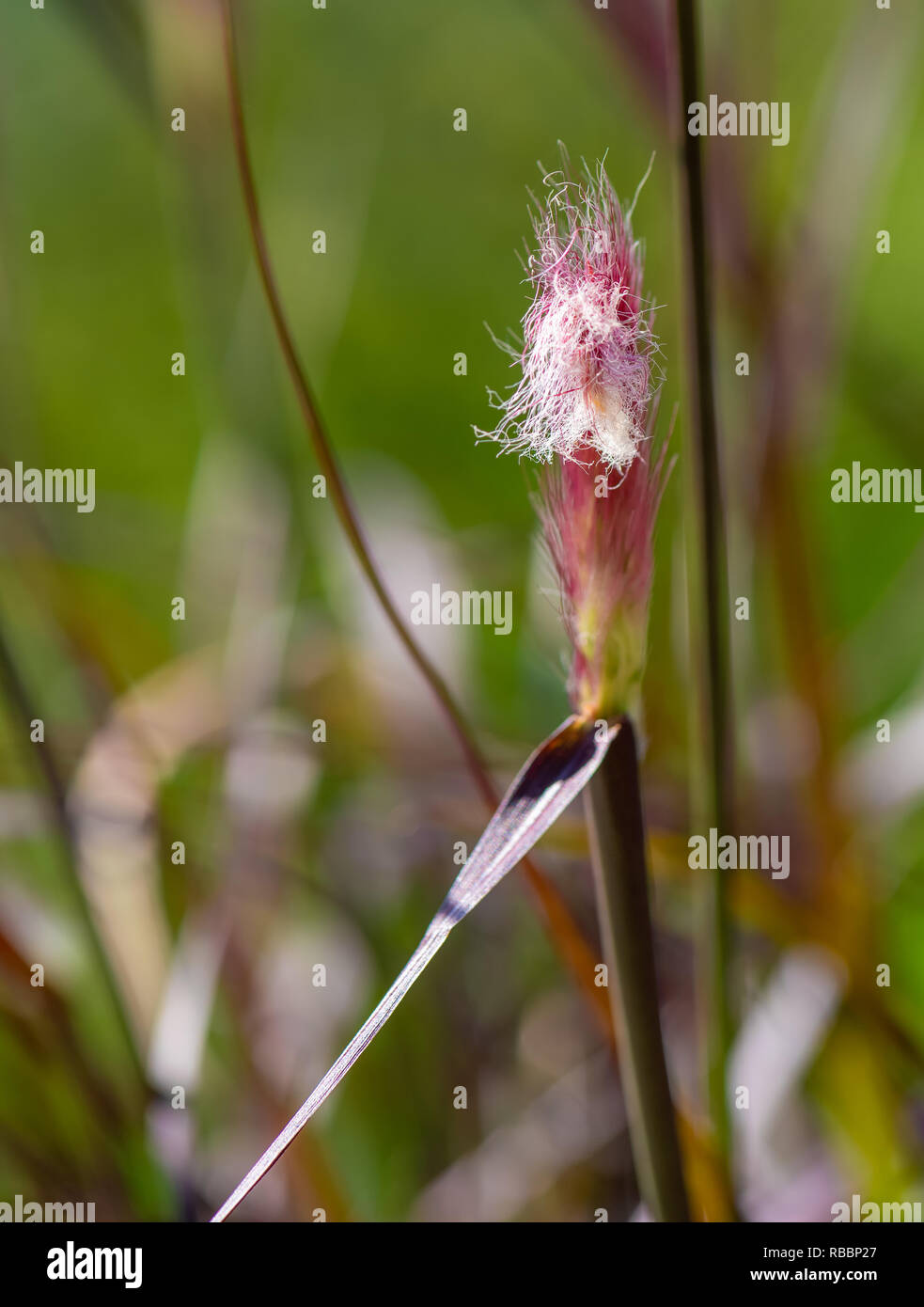 Natural outdoor color macro of the tip of a single isolated chinese pennisetum/chinese fountaing/dwarf fountain/foxtail fountain/ swamp foxtail grass Stock Photo