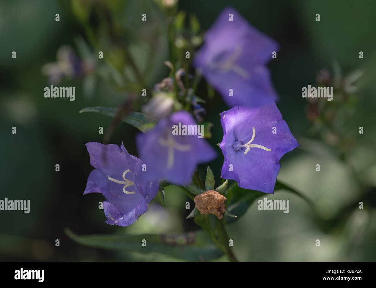 Color outdoor natural floral closeup image of four solated wide open dark violet peach-leaved bellflower blossoms on natural blurred green background Stock Photo