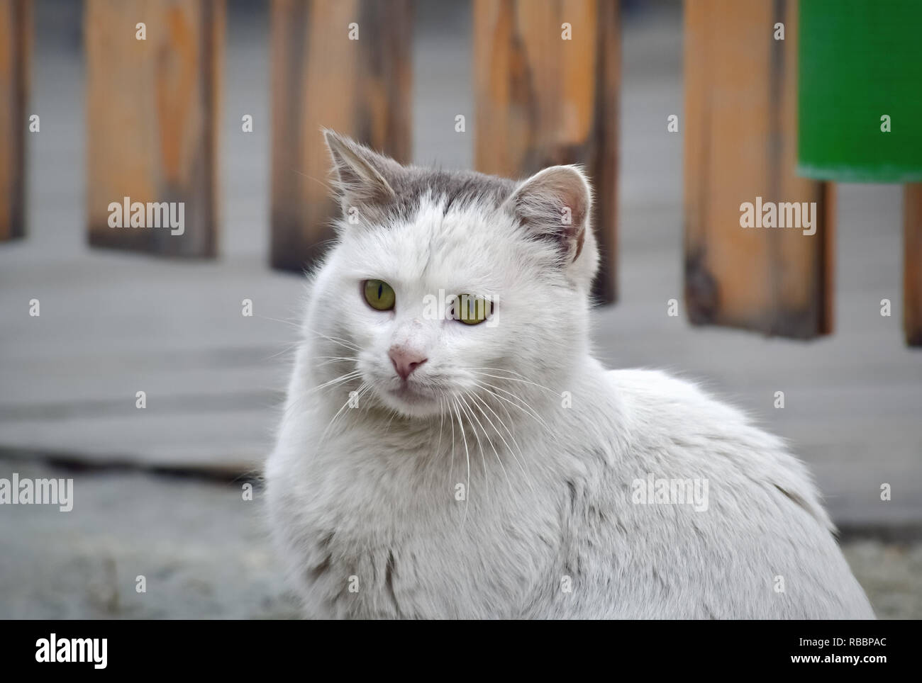 Closeup of the head of a cute white cat on the street Stock Photo - Alamy