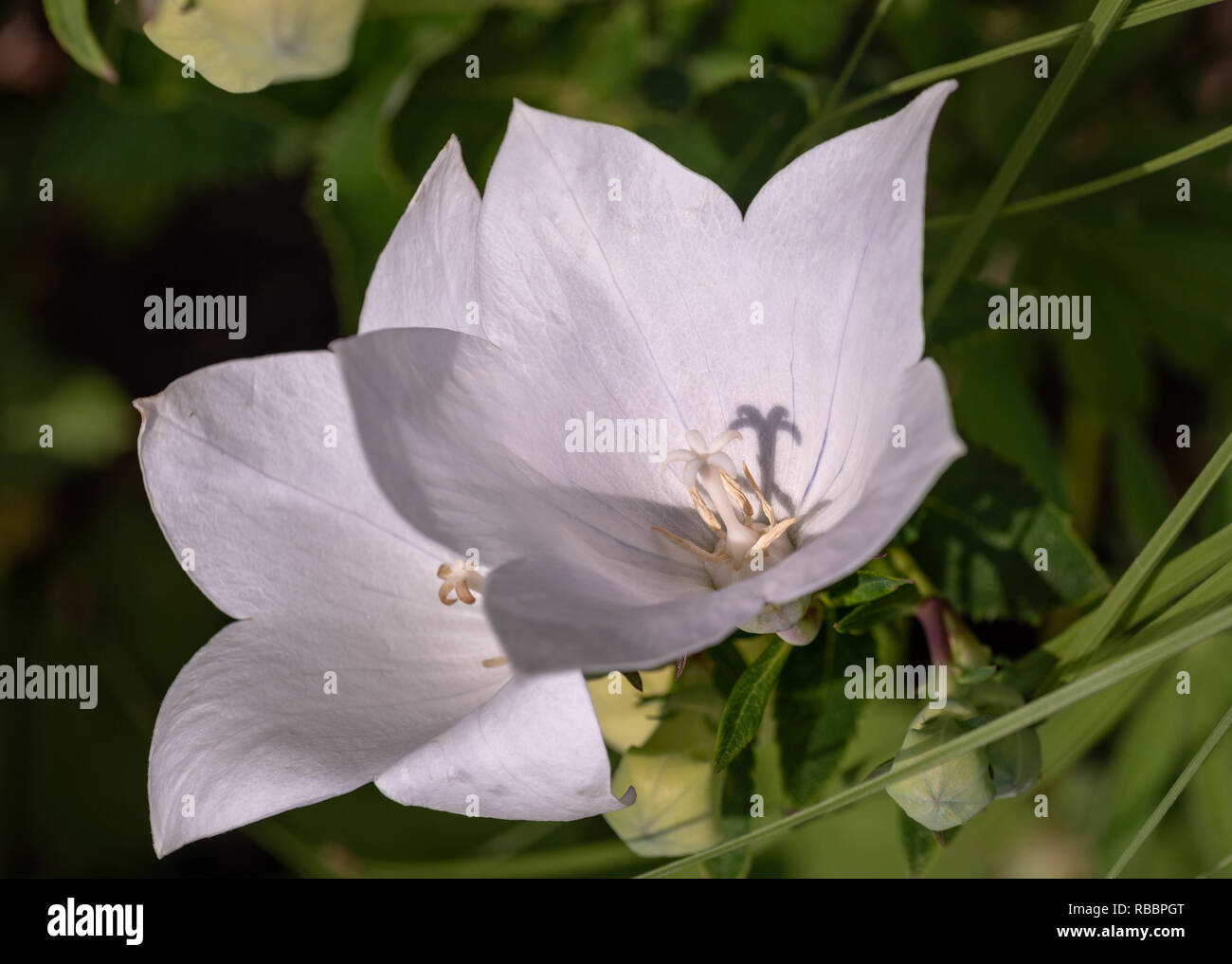 Color outdoor natural floral closeup image of a pair of isolated wide open white  peach-leaved bellflower blossoms on natural green background Stock Photo