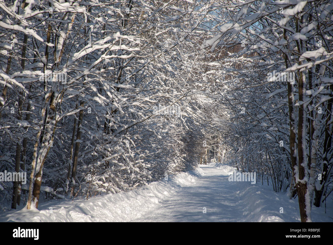 Road through frozen forest with snow in sunny day Stock Photo - Alamy