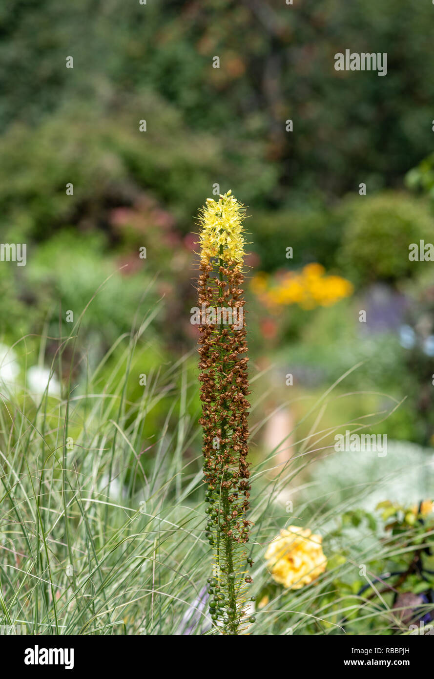 Colorful outdoor floral image of a single upright standing desert candle / foxtail lily with a blurred natural garden background taken on a bright day Stock Photo