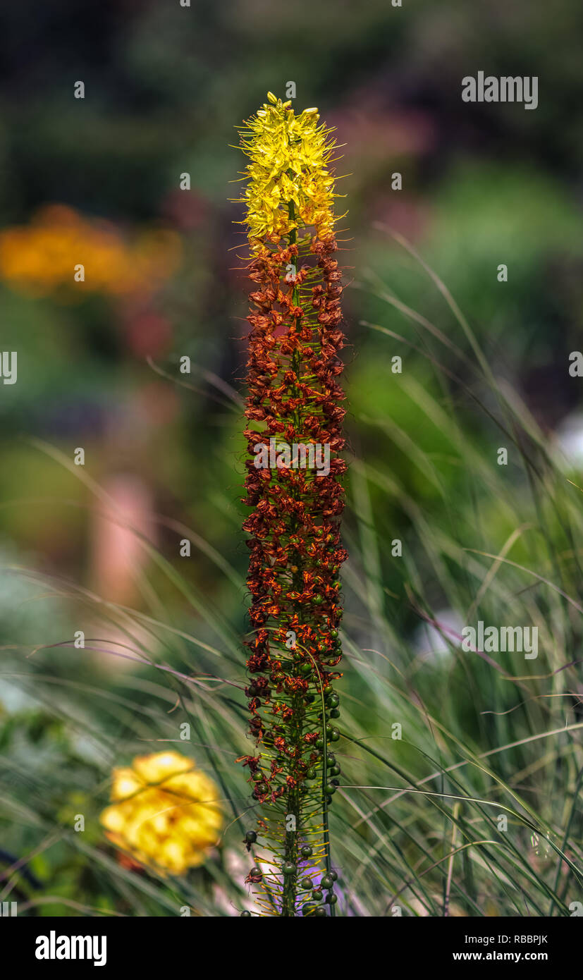 Color outdoor floral image of a single upright standing desert candle / foxtail lily with a blurred natural garden background taken,bright sunny day Stock Photo