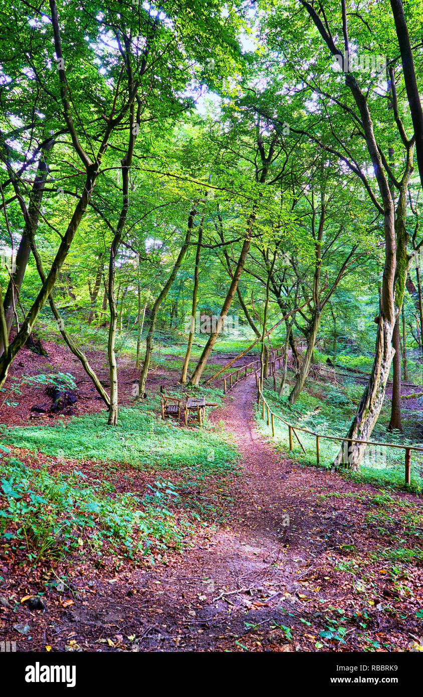 Picnic table and wooden benches in an idyllic green forest Stock Photo ...