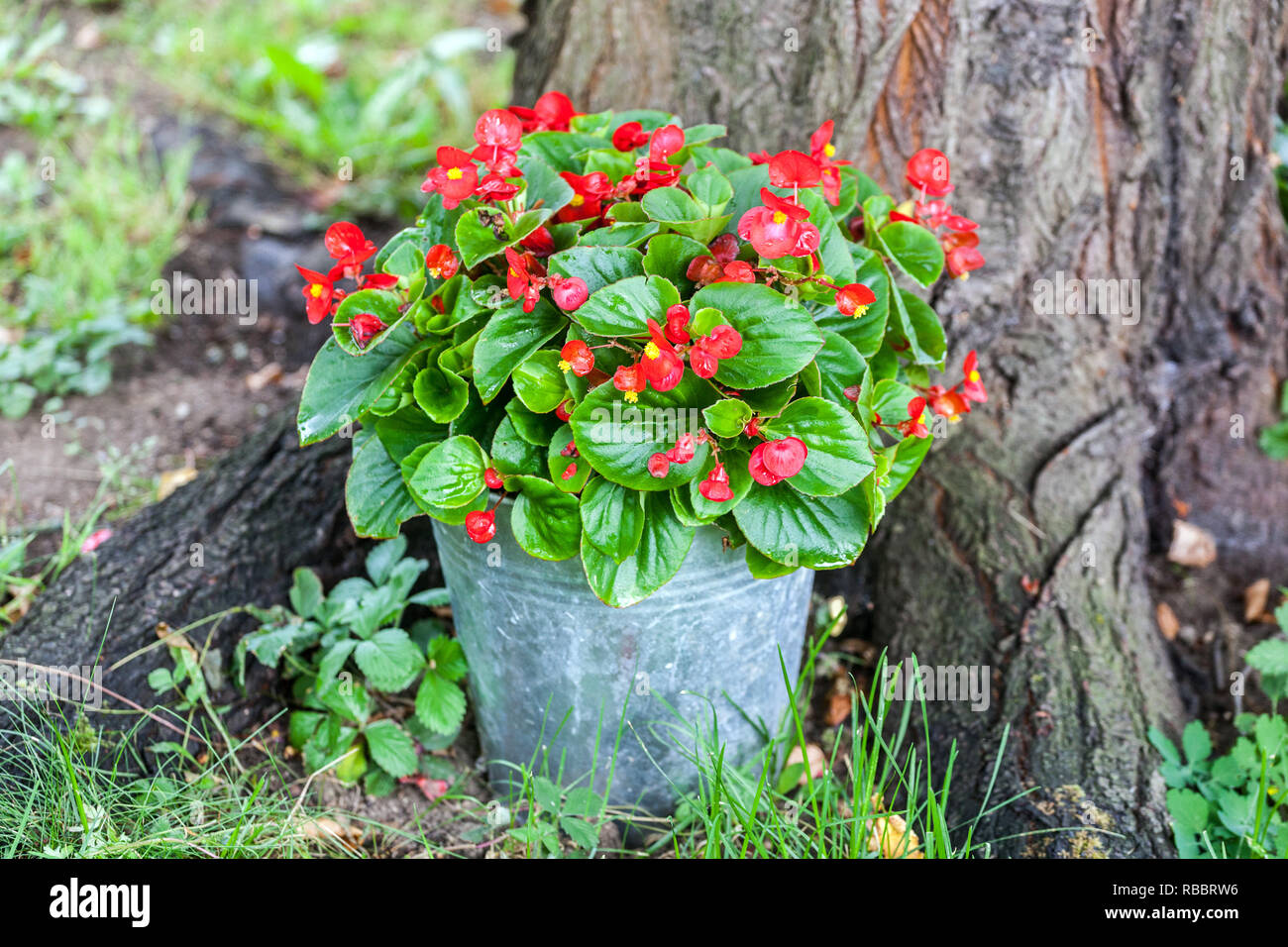 Begonia in a pot at a tree trunk, a garden Stock Photo