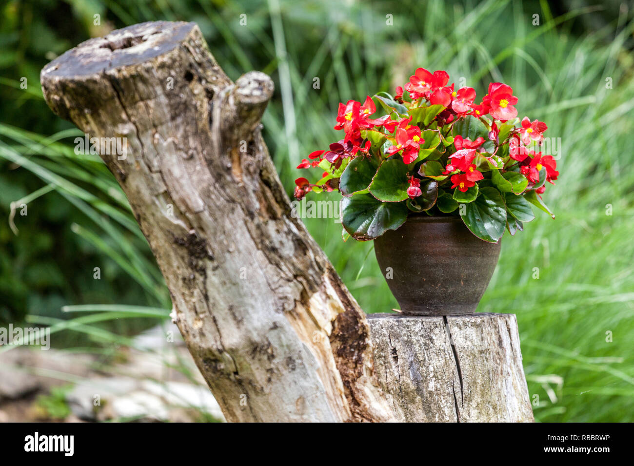 Begonia in ceramic pot, Garden Stock Photo