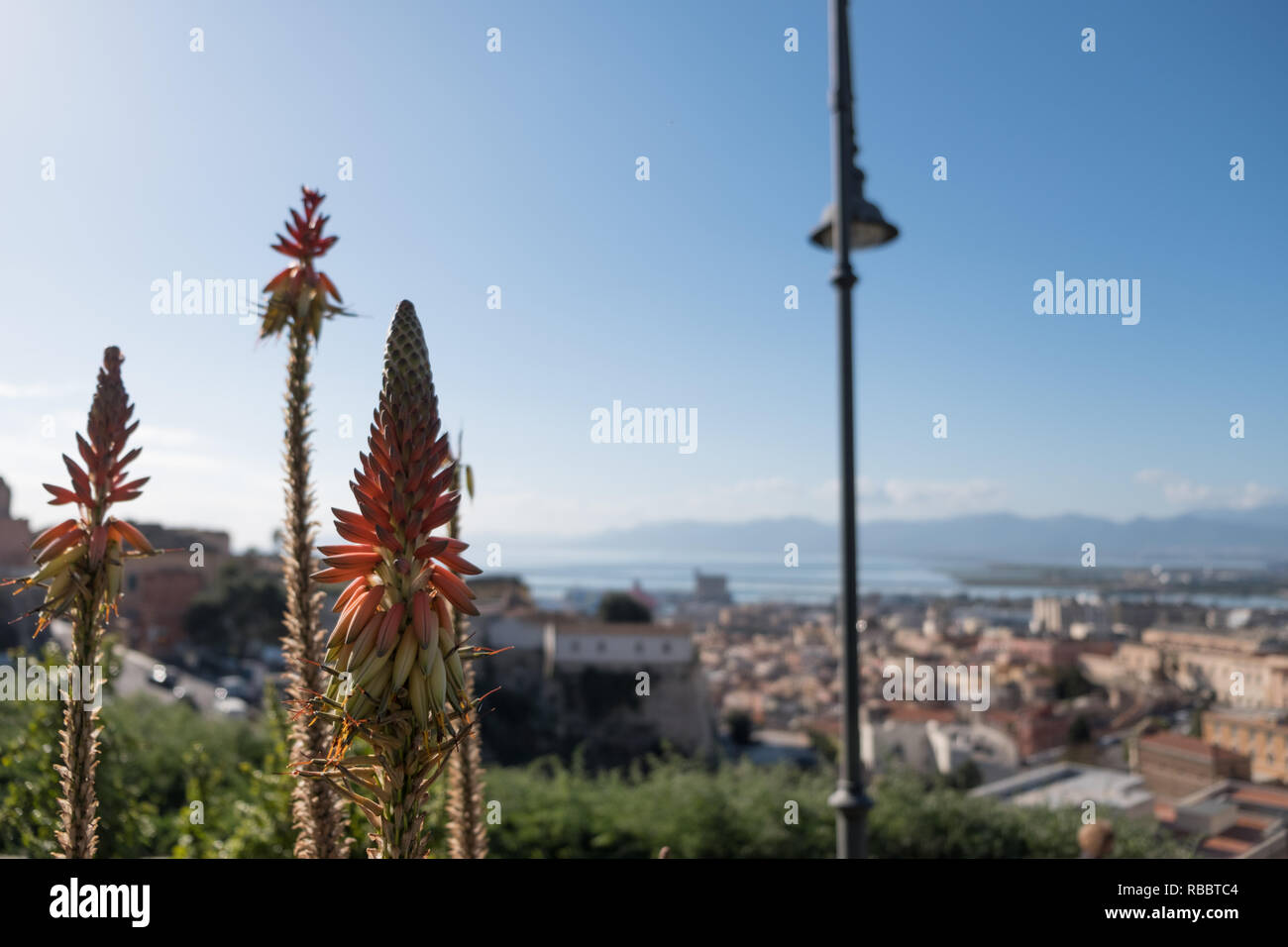 panorama of Cagliari with Aloe Vera Plant and Blue Sky - View from castello the old city - sardinia Stock Photo