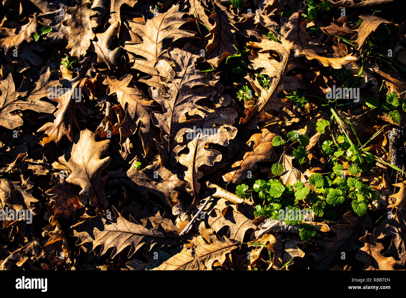 Fallen oak leaves on the ground, an autumn view Stock Photo