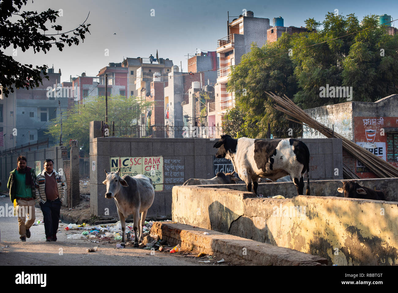 Scavenging Animals: As morning commuters walk by, cows graze on Khadar's pastures of garbage (in JJ Colony Madanpur Khadar, New Delhi) Stock Photo