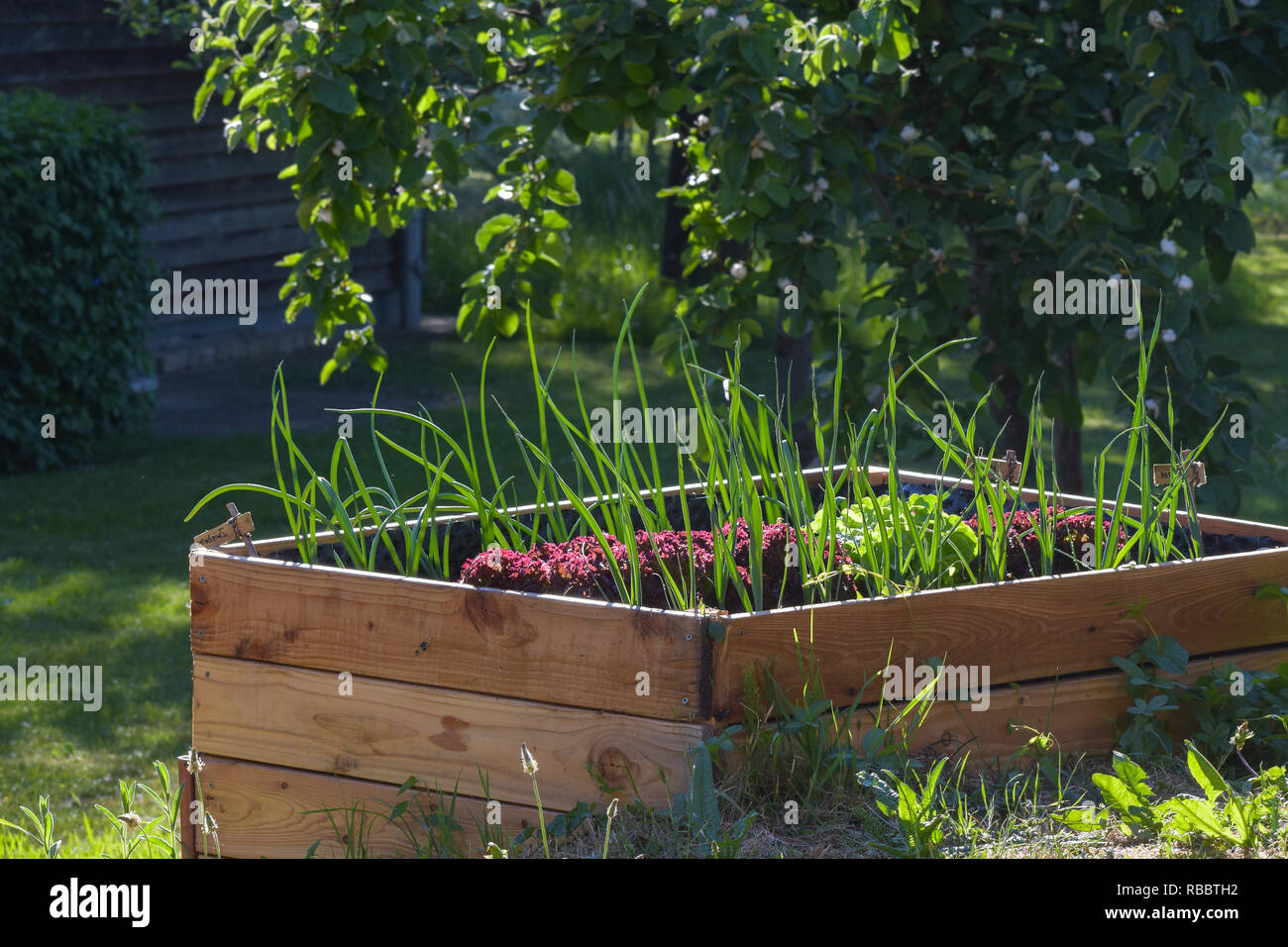 raised wooden bed with vegetable plants in a rural country garden, copy