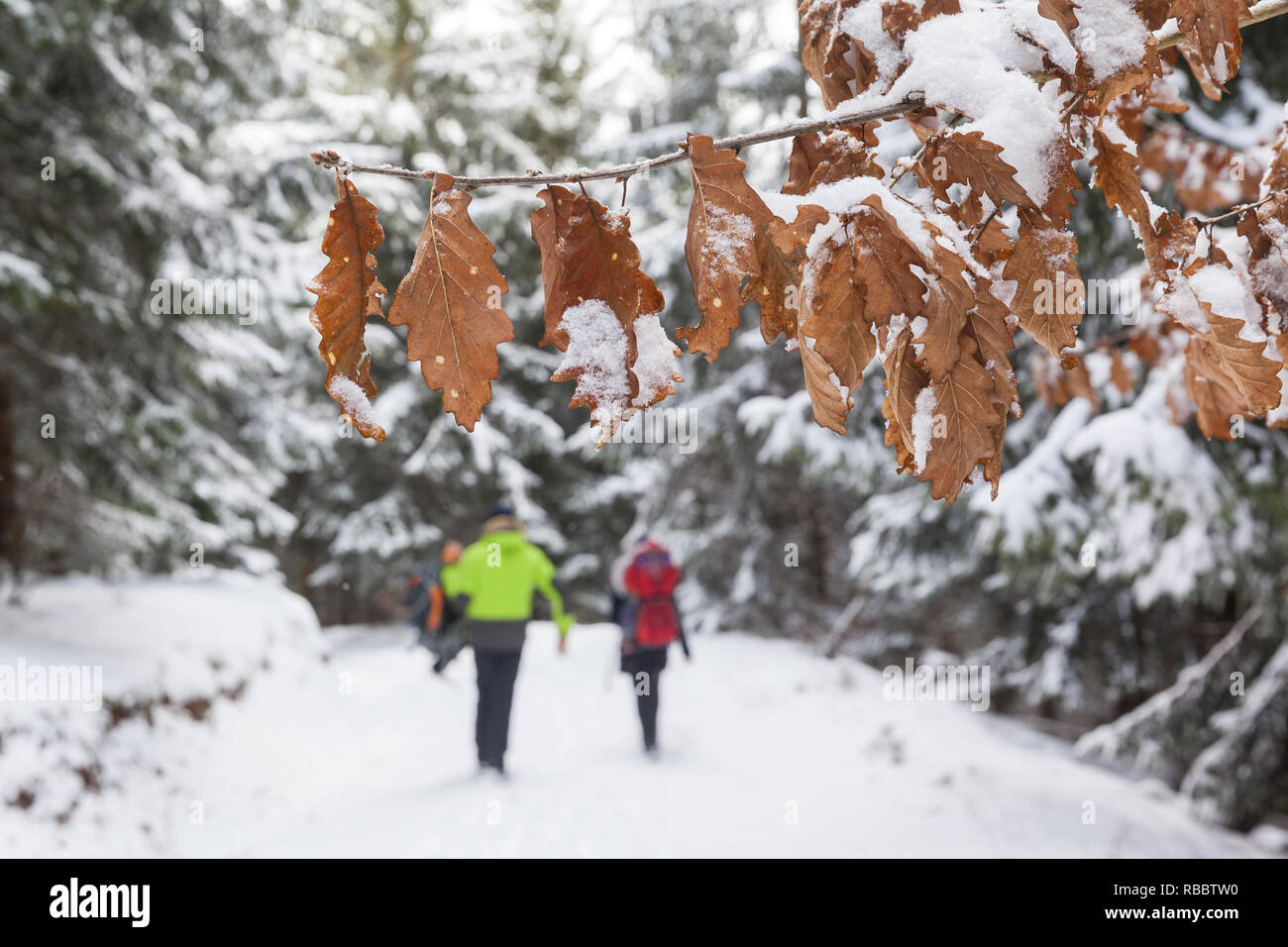 Wanderwege im wald hi-res stock photography and images - Alamy