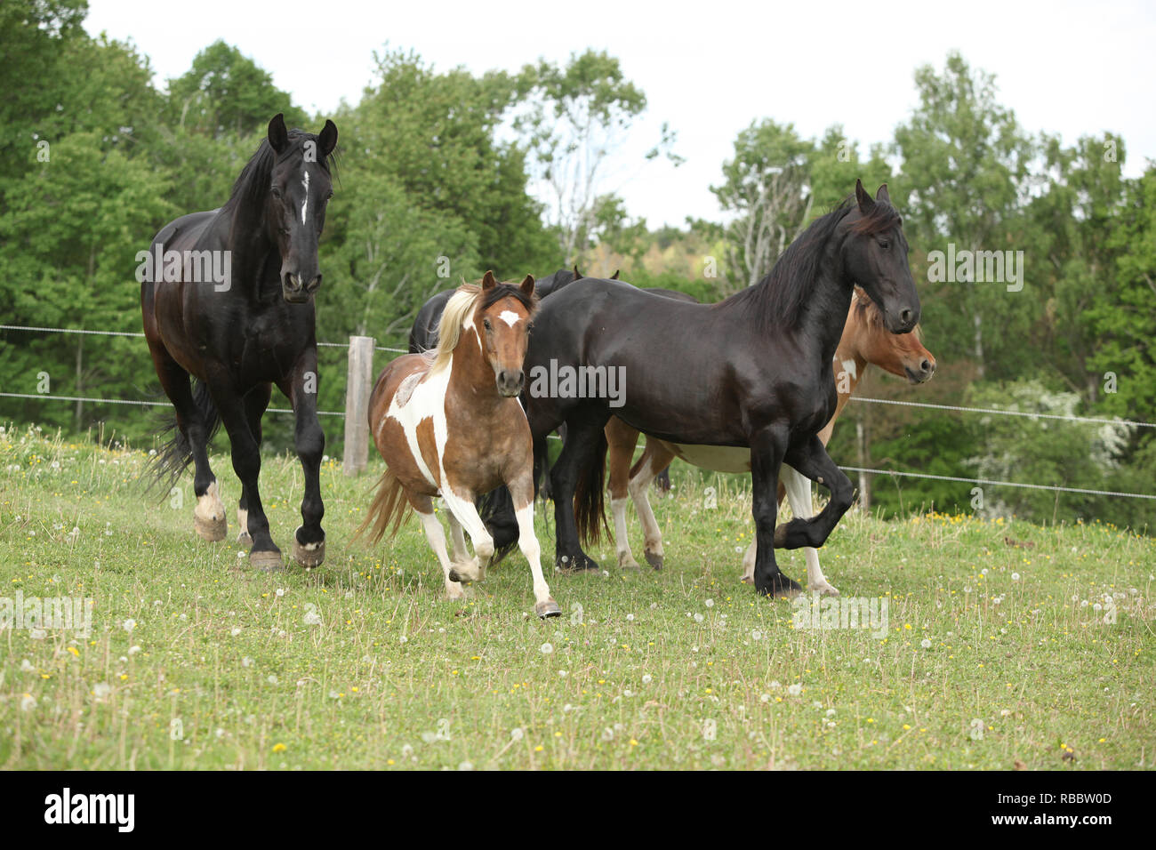 Batch of small and big horses running on pasturage in summer Stock Photo