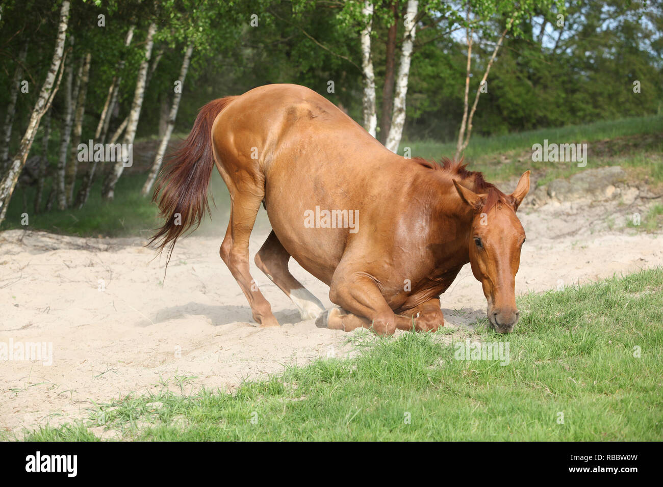 Horse lying down hires stock photography and images Alamy