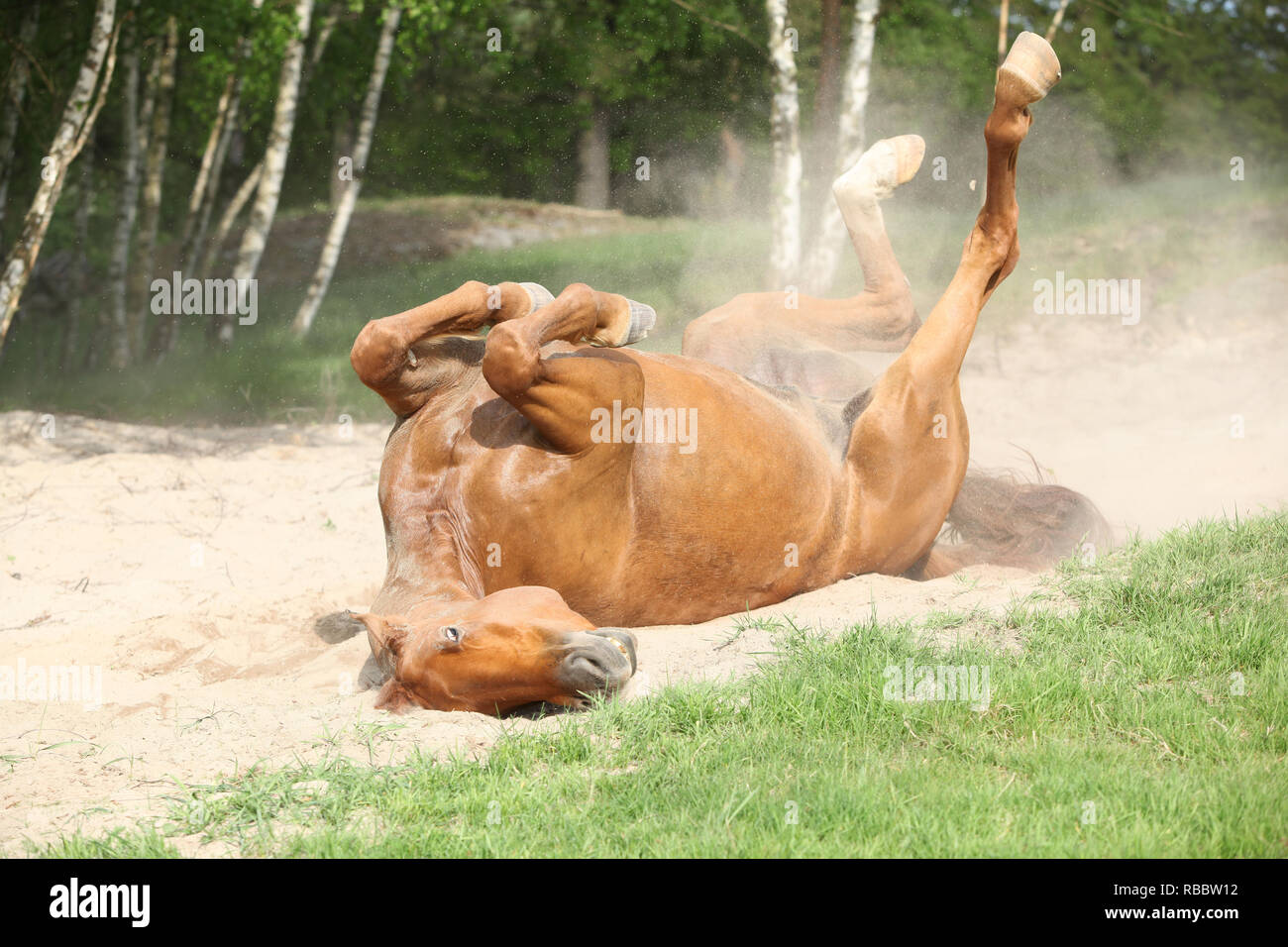 Nice Chestnut horse rolling in the sand in hot summer Stock Photo