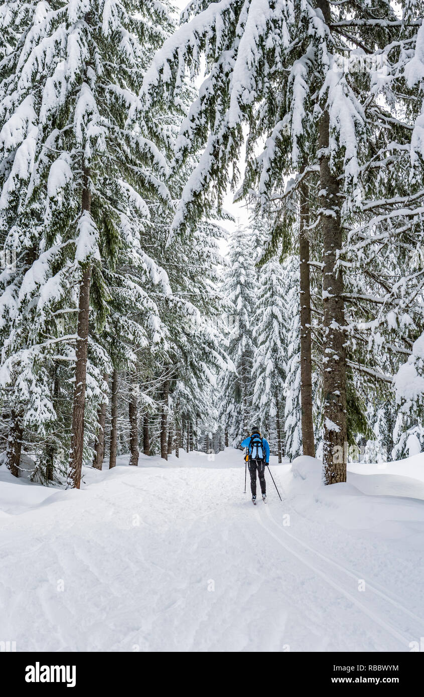 A Woman Cross Country Skiing Along A Groomed Trail Through Snow