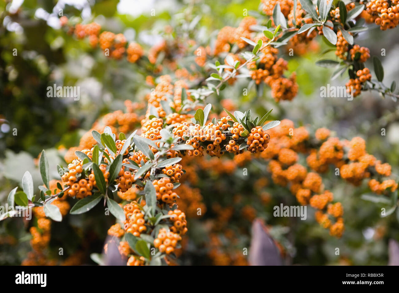Sea-buckthorn fruits on a branch close-up. Nature. Stock Photo