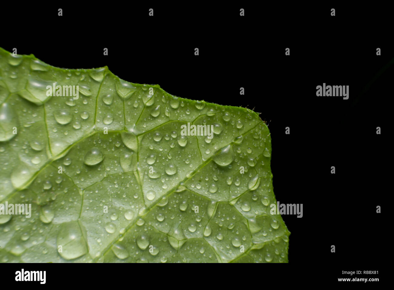 Close up leaves Ivy Gourd (Coccinia grandis (L.) Voigt) on dark background Stock Photo