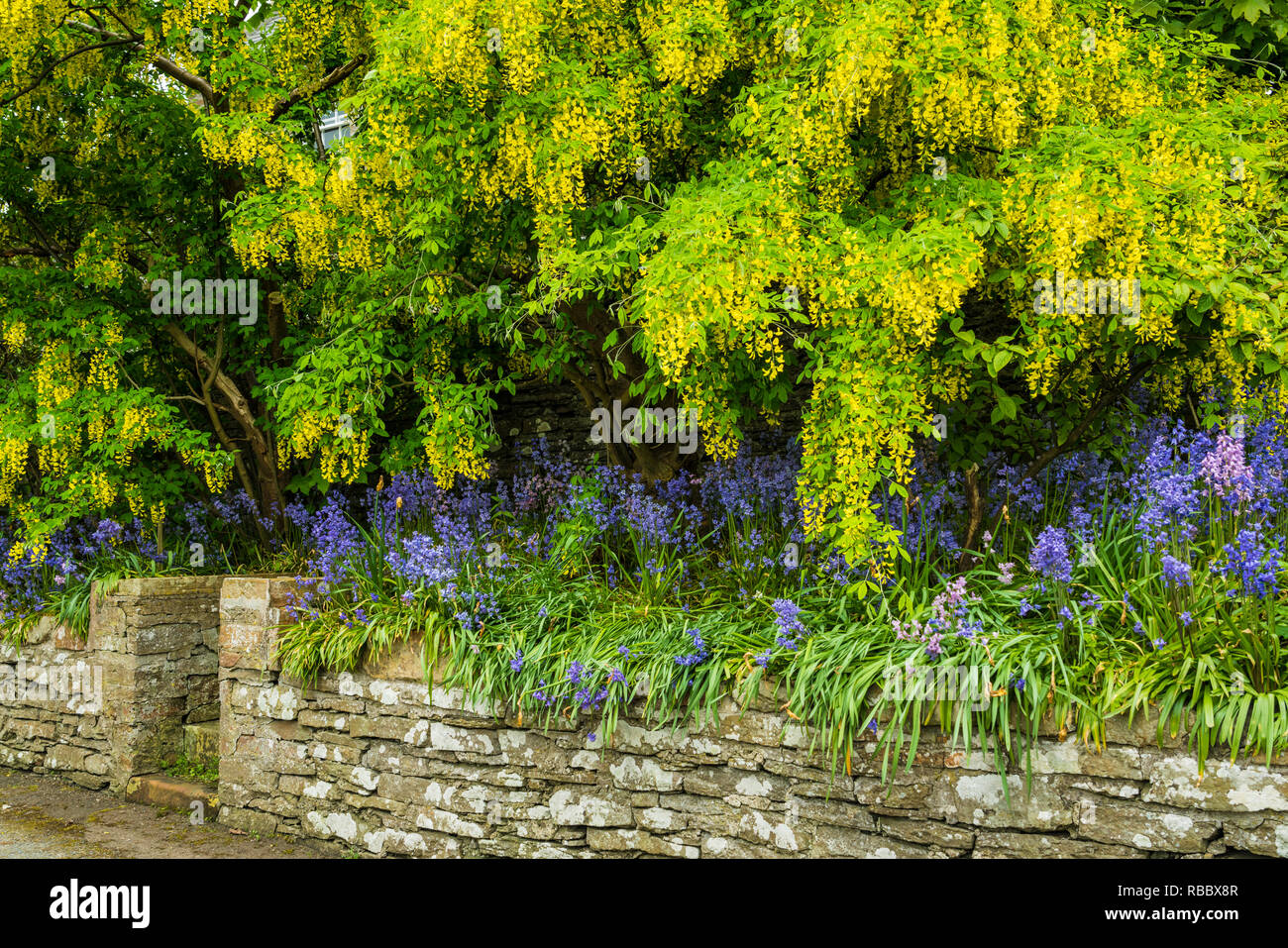 A stone fence and a yard with decorative flowers in Kirkwall, Scotland, United Kingdom, Europe. Stock Photo