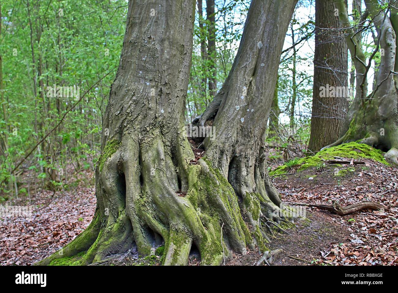 Beautiful trees in a forest in northern germany Stock Photo