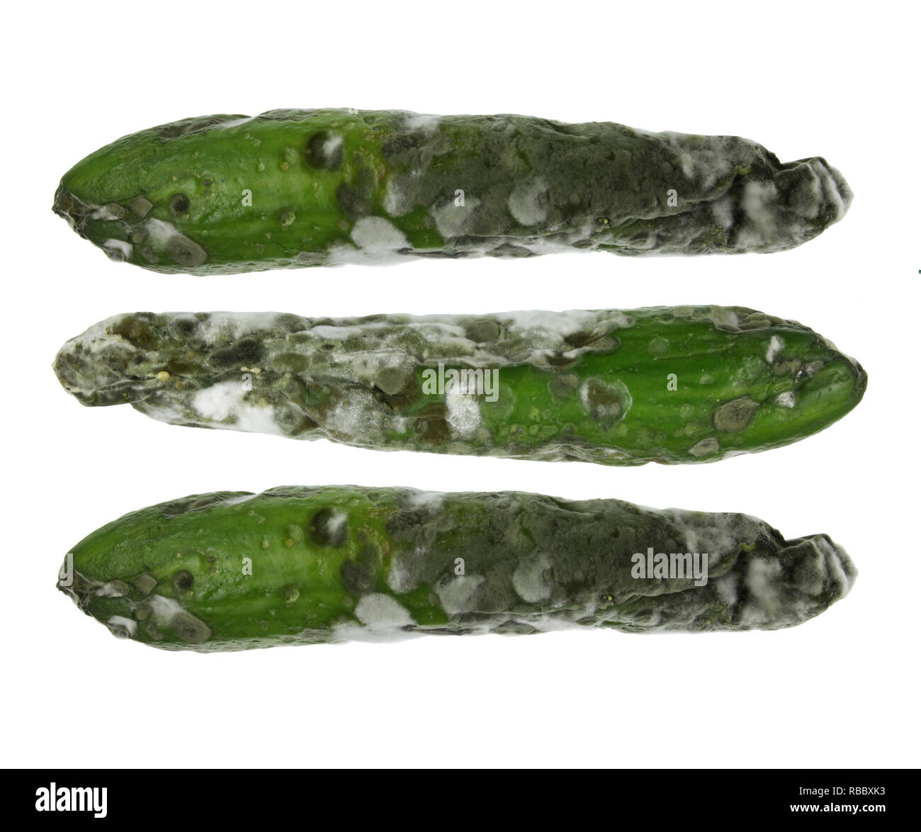Mold on cucumbers Cut Out Stock Images & Pictures Alamy