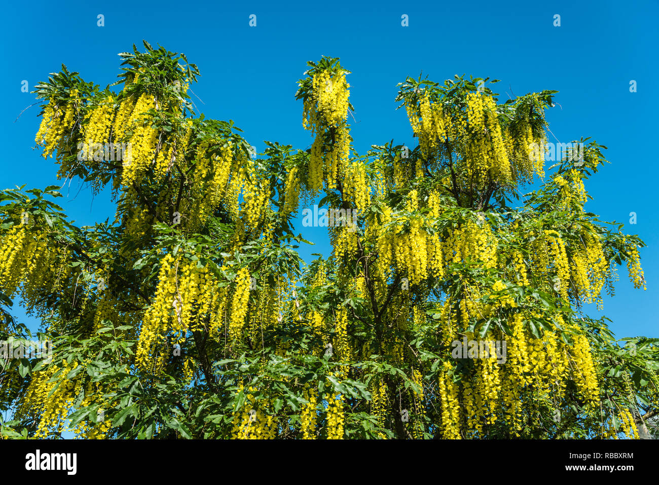 The yellow hanging flowers of the Golden Chain Tree in Inverness