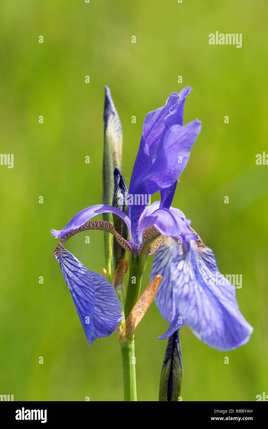close-up of blooming flowers in meadow at spring Stock Photo - Alamy