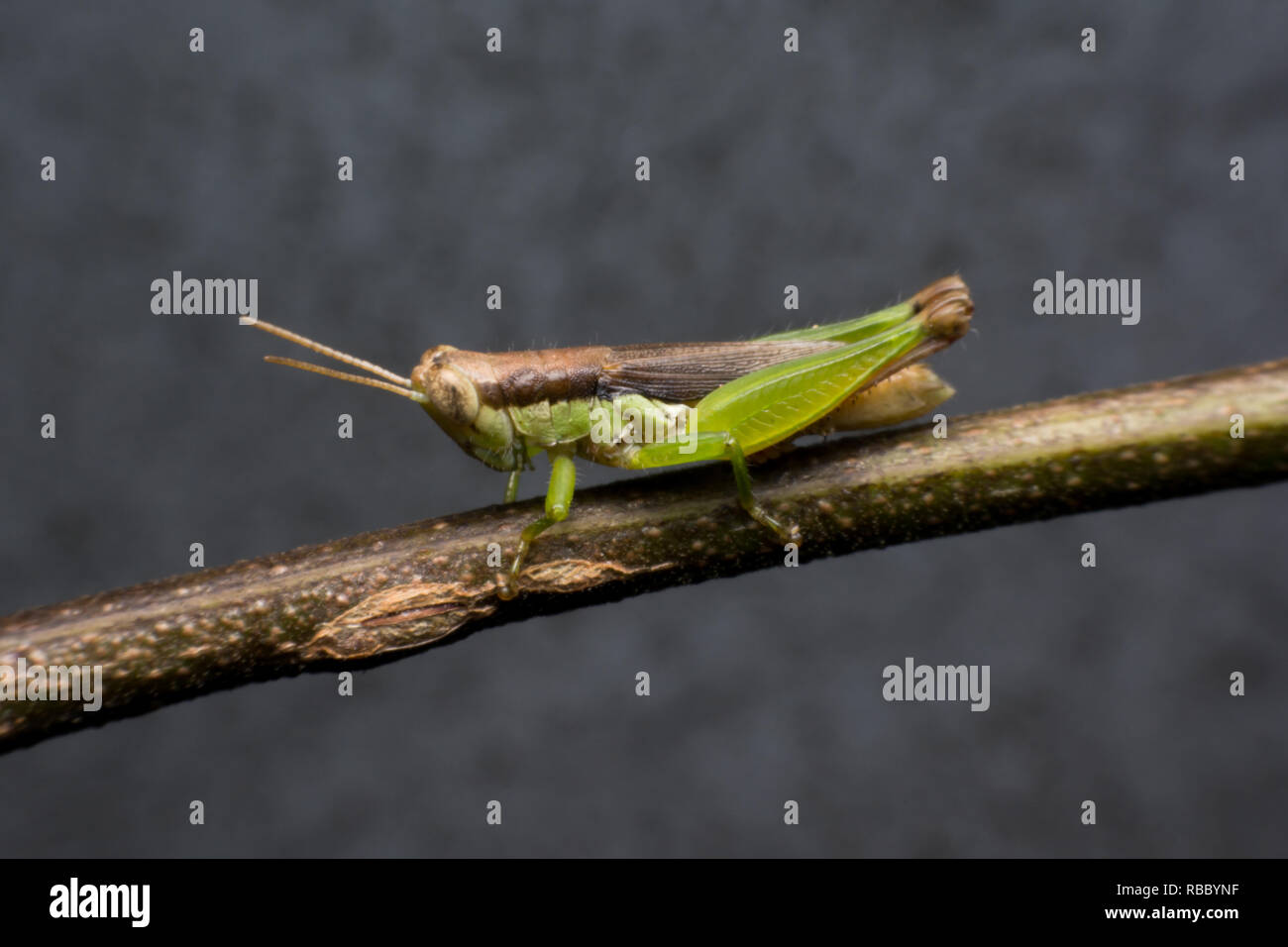 Macro of a Grasshopper on branch Stock Photo