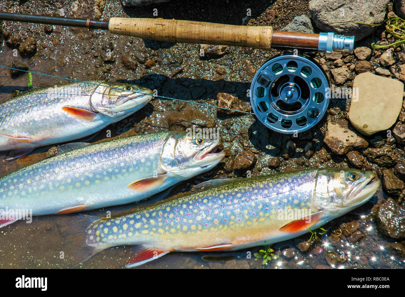Brook Trout and fly rod. Stock Photo