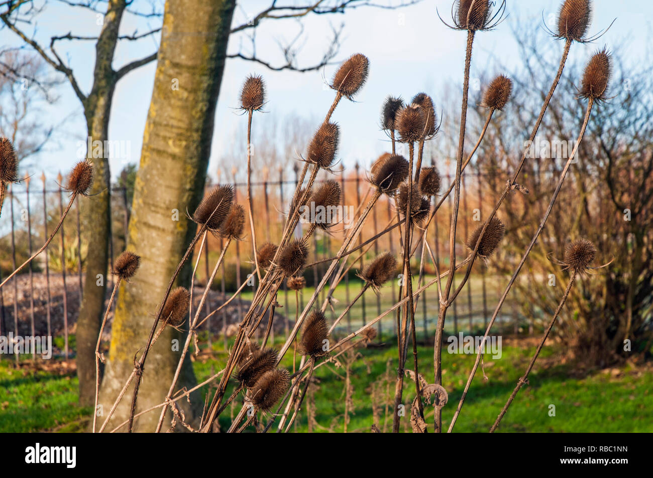 Dried Teasels in flower bed in winter The dried flowerheads can be cut and used in flower arrangements . Seeds are food source for birds in winter. Stock Photo