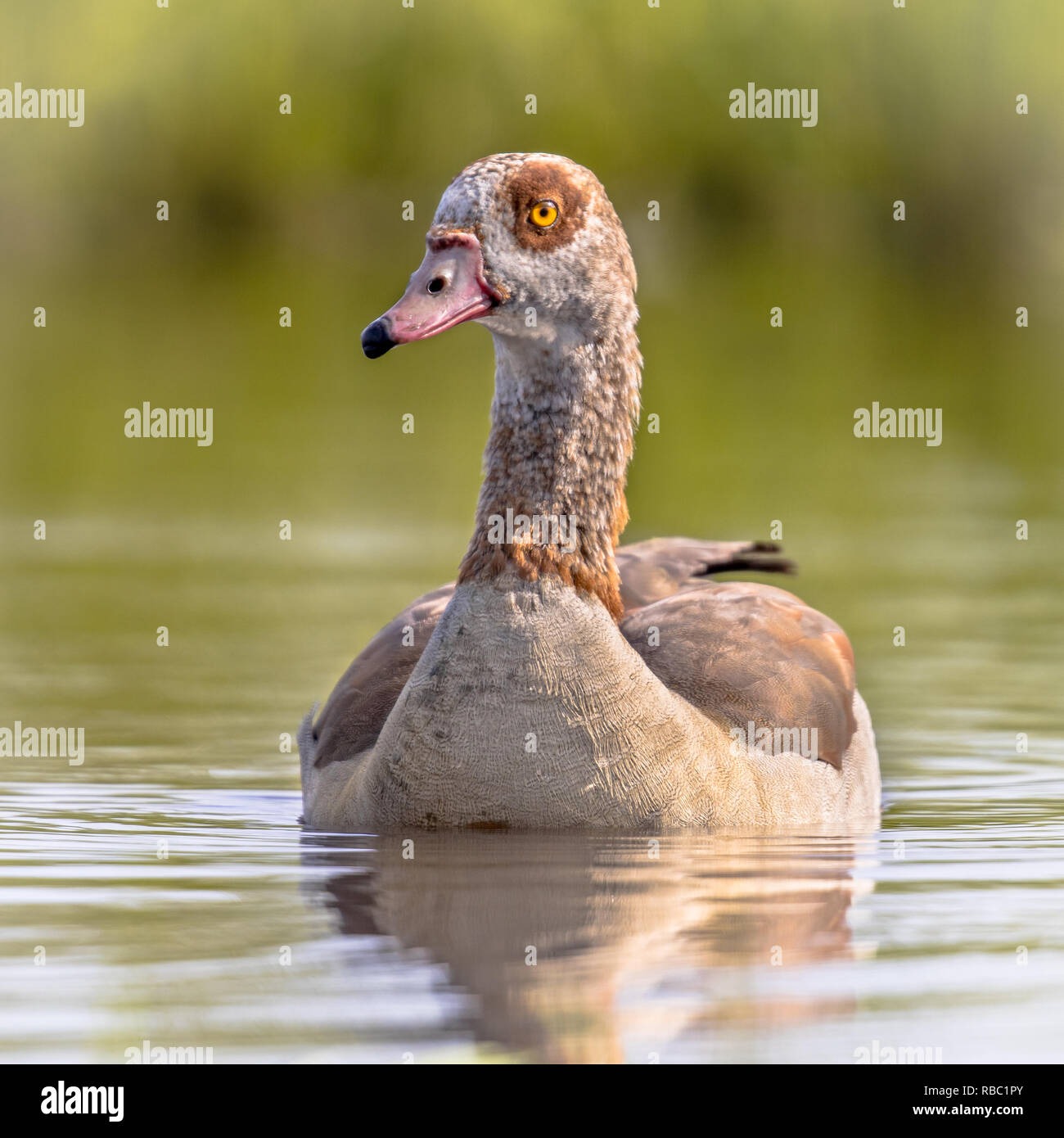 Egyptian goose (Alopochen aegyptiaca) bird swimming in shallow pond. This bird is a problematic invasive specie in much of Europe. Stock Photo