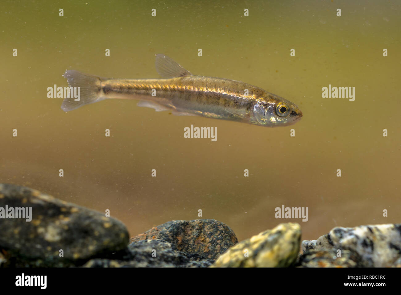 Eurasian minnow (Phoxinus phoxinus) is a small species of freshwater fish in the carp family Cyprinidae. Swimming in creek with rocky bottom. Stock Photo