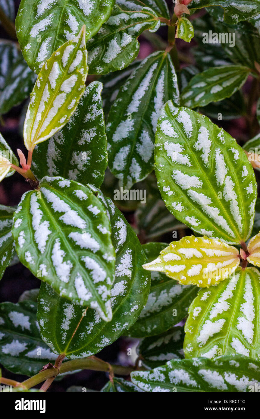 Pilea cadierei attractive plant with silver markings on leaves sometimes called the Aluminium plant Can be grown outdoors or inside as a houseplant Stock Photo