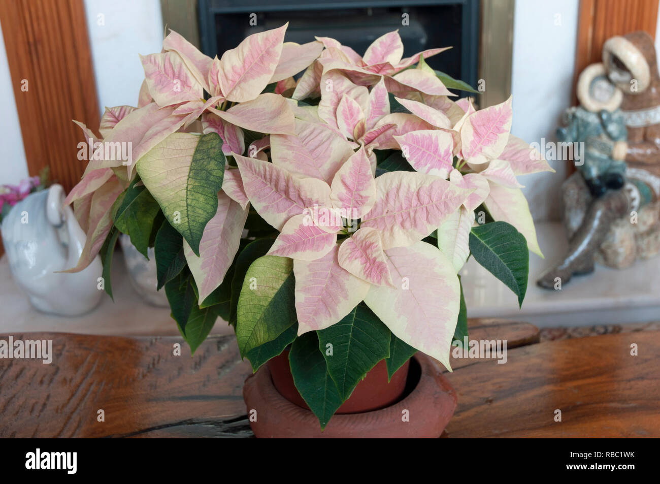 Poinsettia pulcherima showing variegated leaves  Plants are usually sold at christmas time other colours are Red White and Cream leaves Stock Photo
