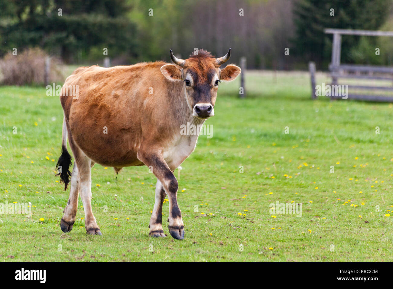 Healthy young Brown Swiss bull in a pasture Stock Photo