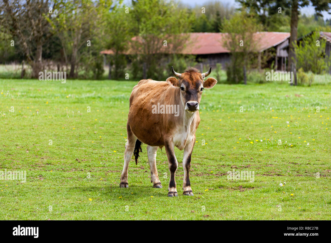 Healthy young Brown Swiss bull in a pasture Stock Photo