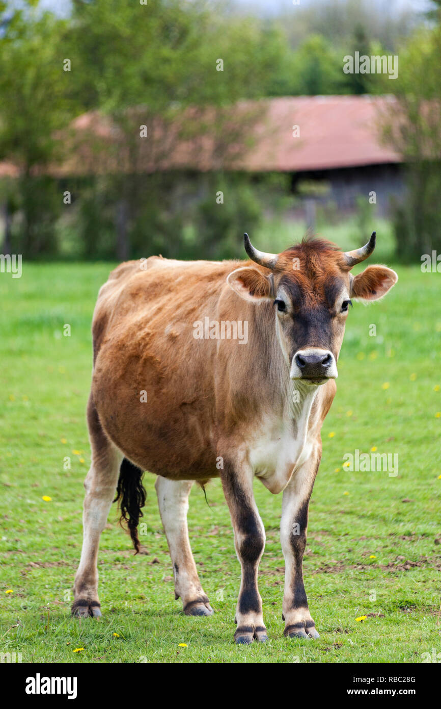 Healthy young Brown Swiss bull in a pasture Stock Photo Alamy