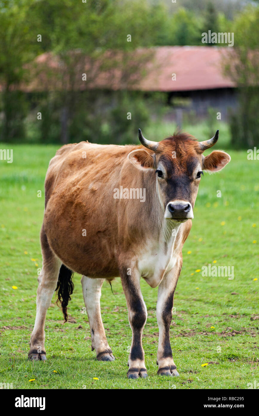 Healthy young Brown Swiss bull in a pasture Stock Photo