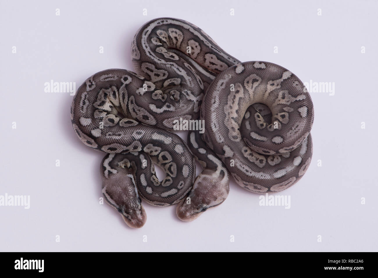 Baby pewter ball pythons Stock Photo
