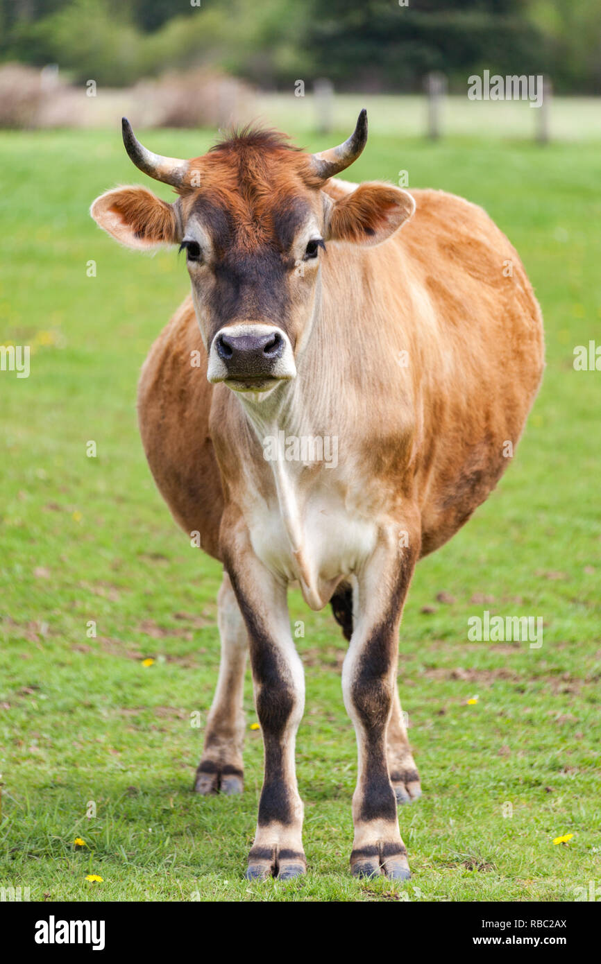 Healthy young Brown Swiss bull in a pasture Stock Photo Alamy