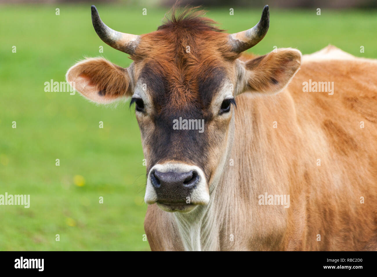 Healthy young Brown Swiss bull in a pasture Stock Photo