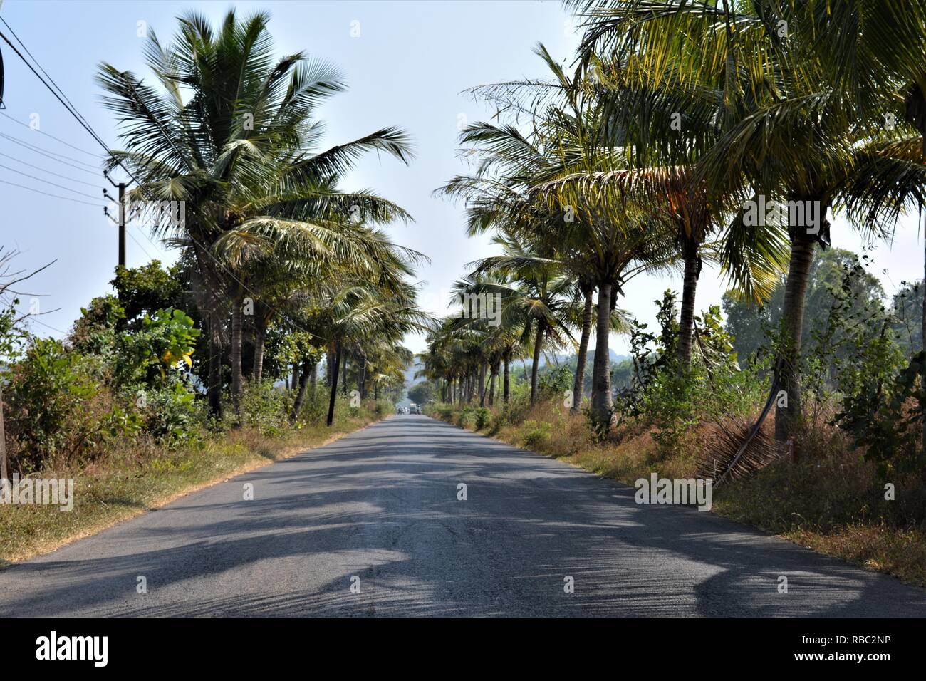 Straight road with palm trees on the side; road picture from the center. Stock Photo