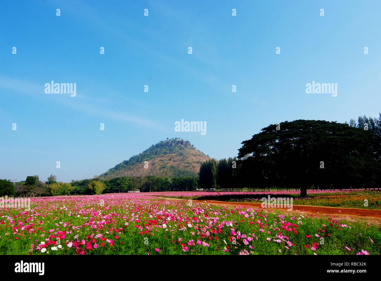 A landscape view of cosmos flower field (farm) Stock Photo